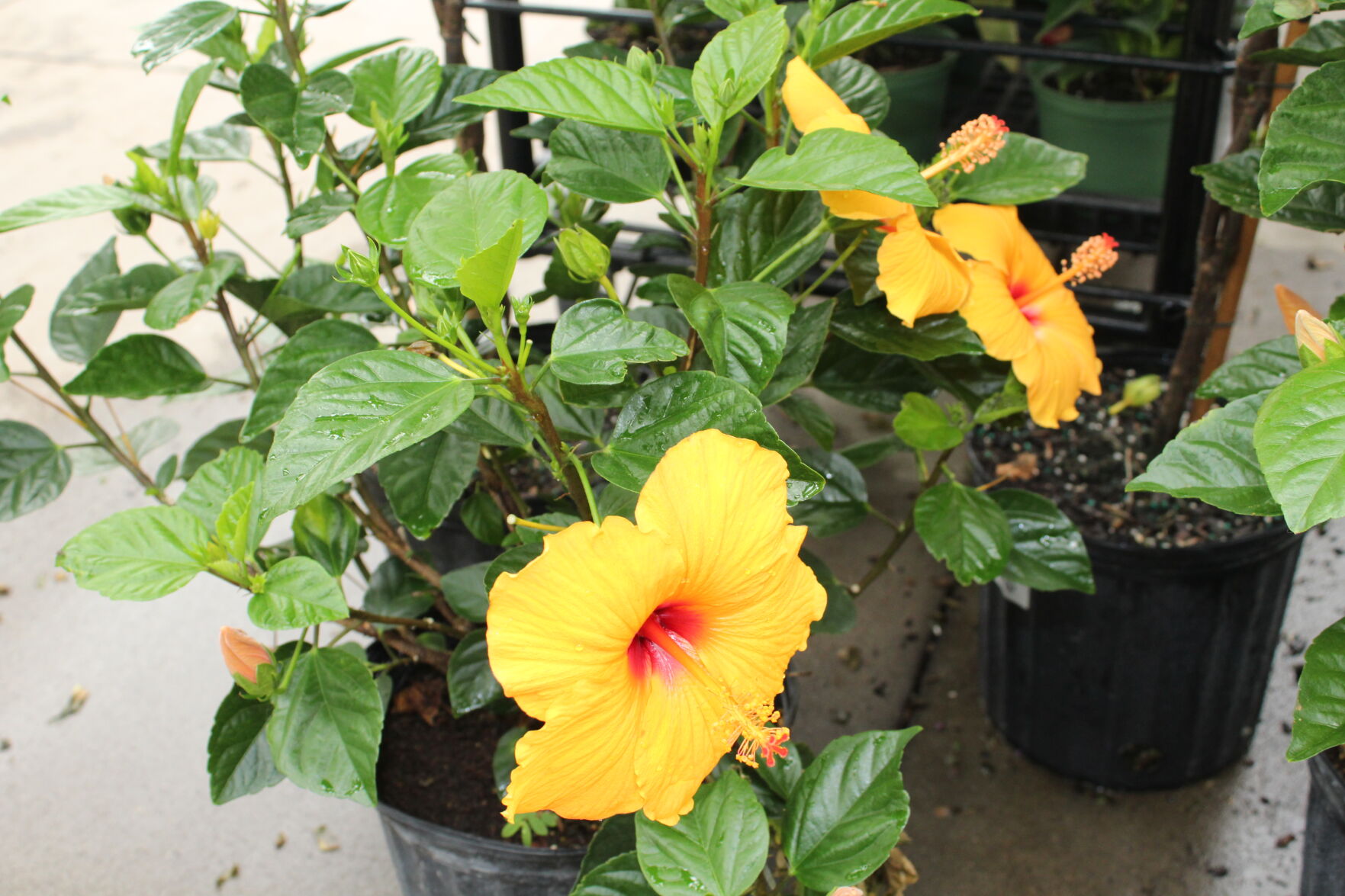 Flowers_1.JPG